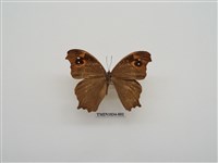 藏品(暮眼蝶)的圖片